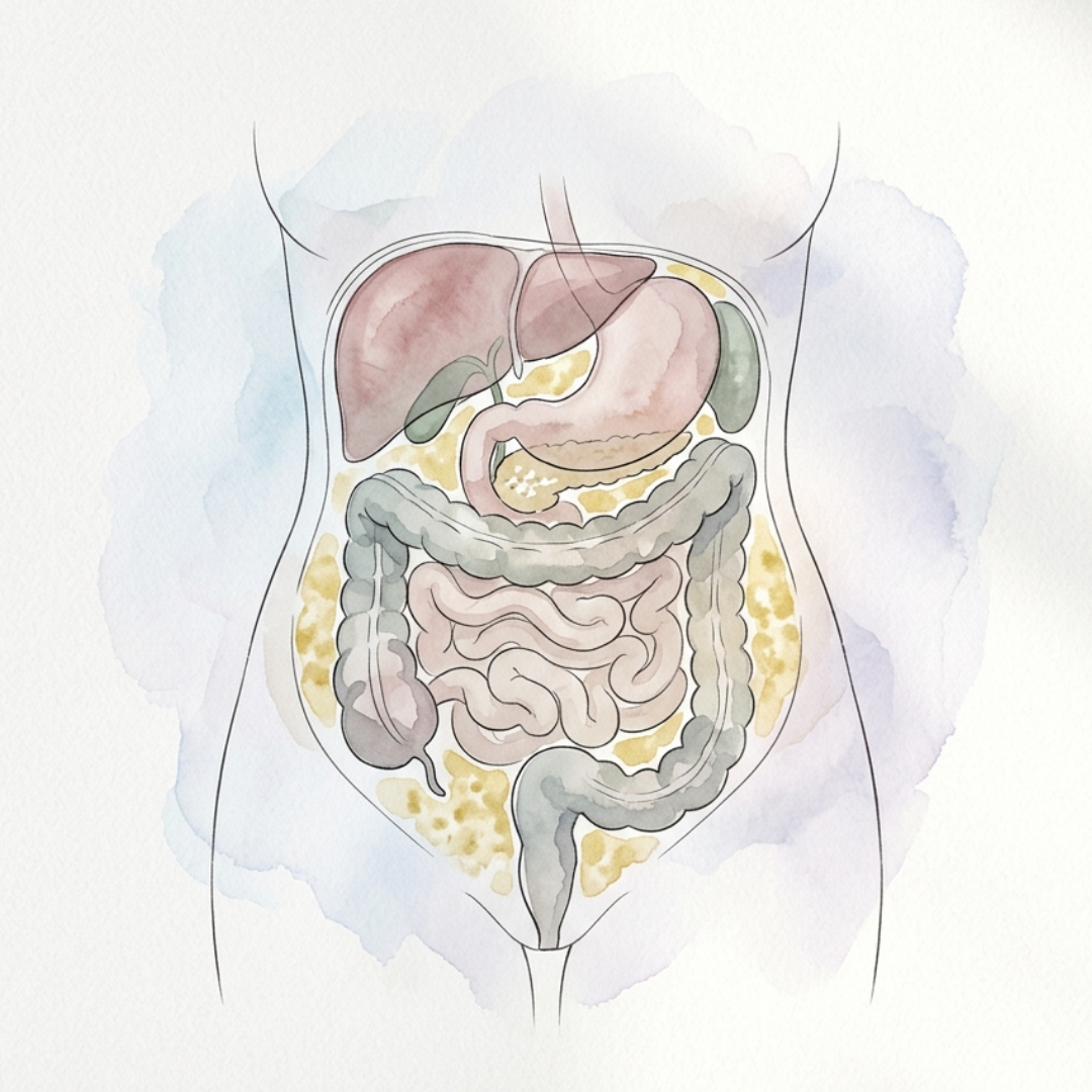 內臟脂肪分布示意圖 腹部器官周圍脂肪堆積