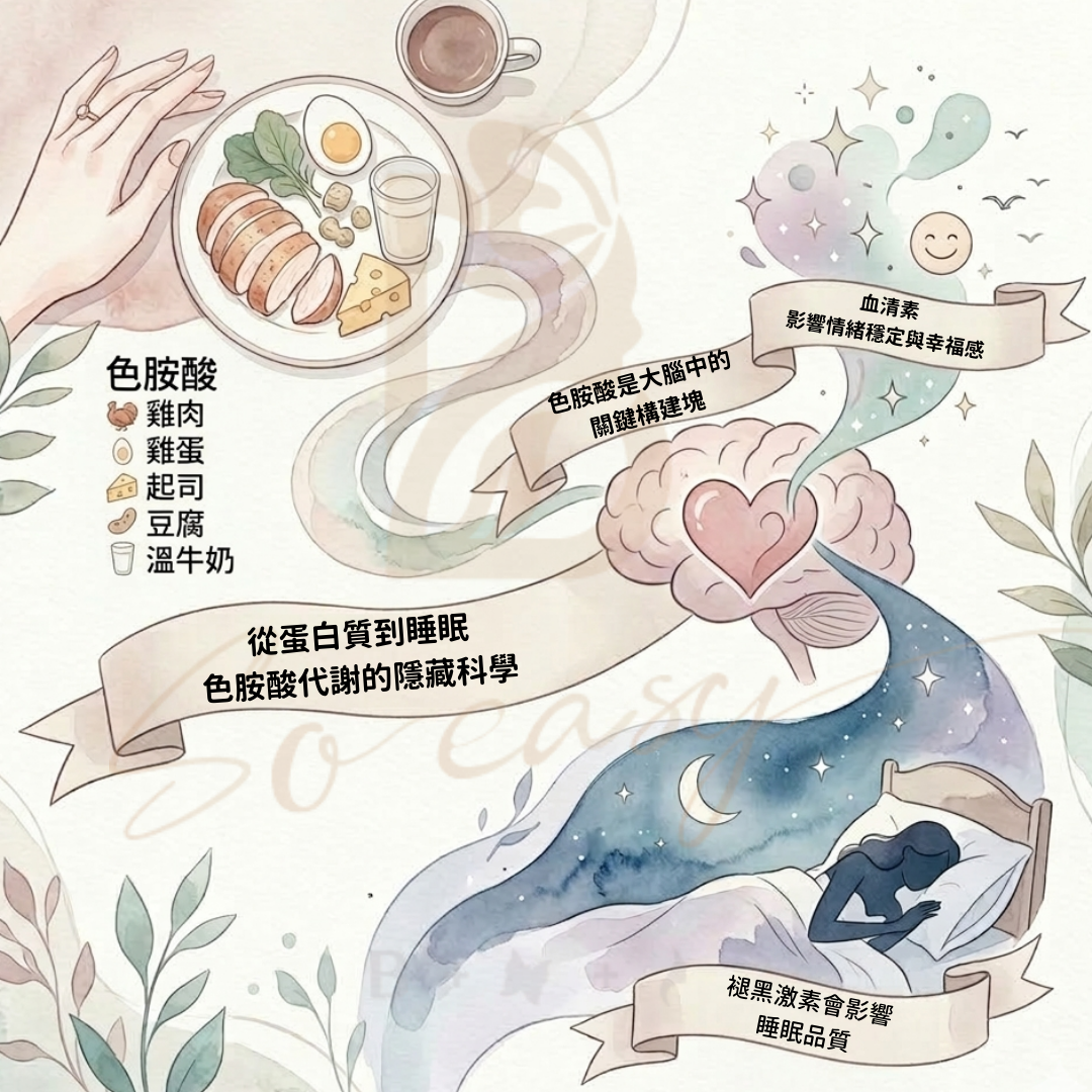 色胺酸合成血清素與褪黑激素路徑示意